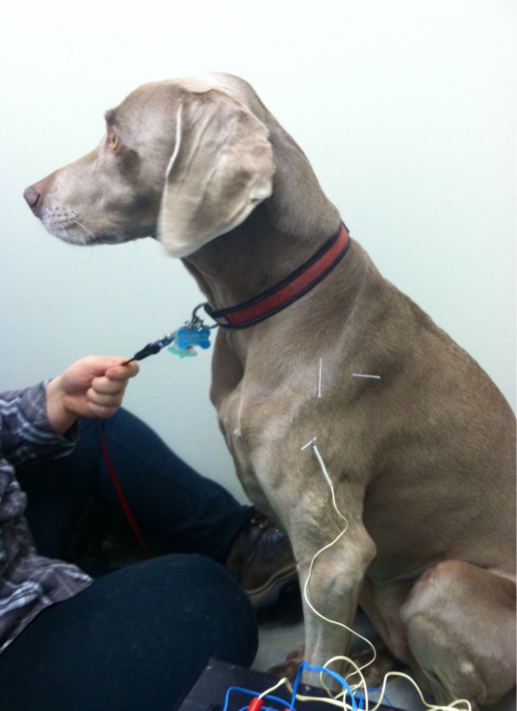 Maddy's Acupuncture Treatment