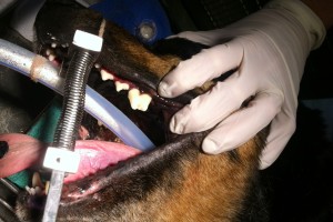 dental after