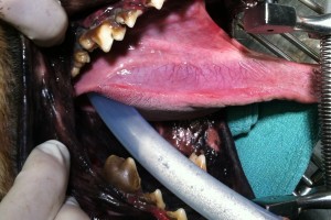 dental before