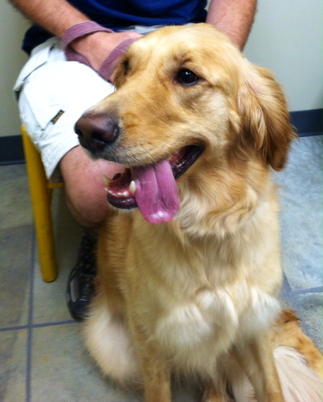 Vaccinations for Caines Riversong Veterinary Clinic Riversong