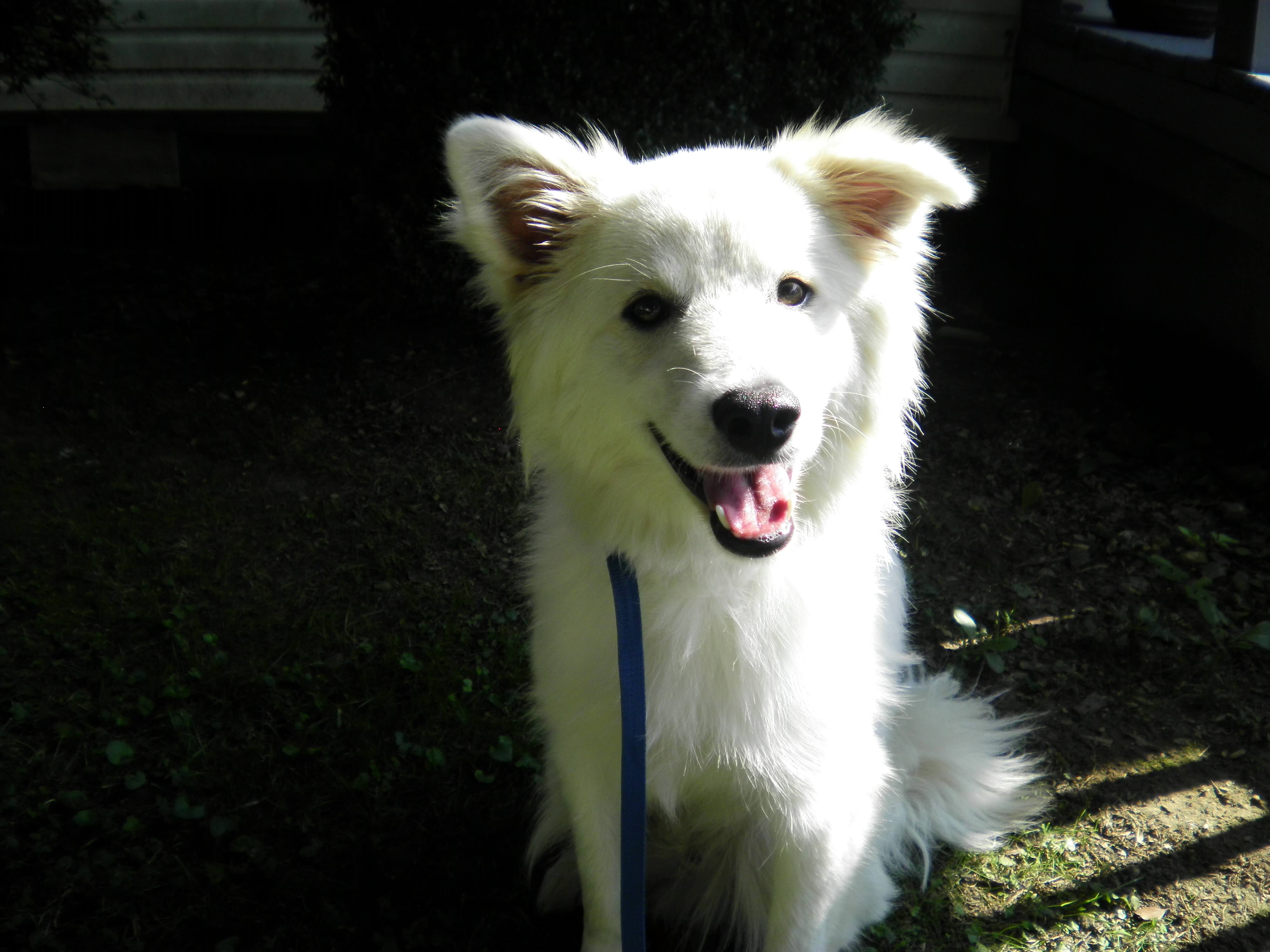 American Spitz Riversong Veterinary Clinic Riversong Veterinary Clinic