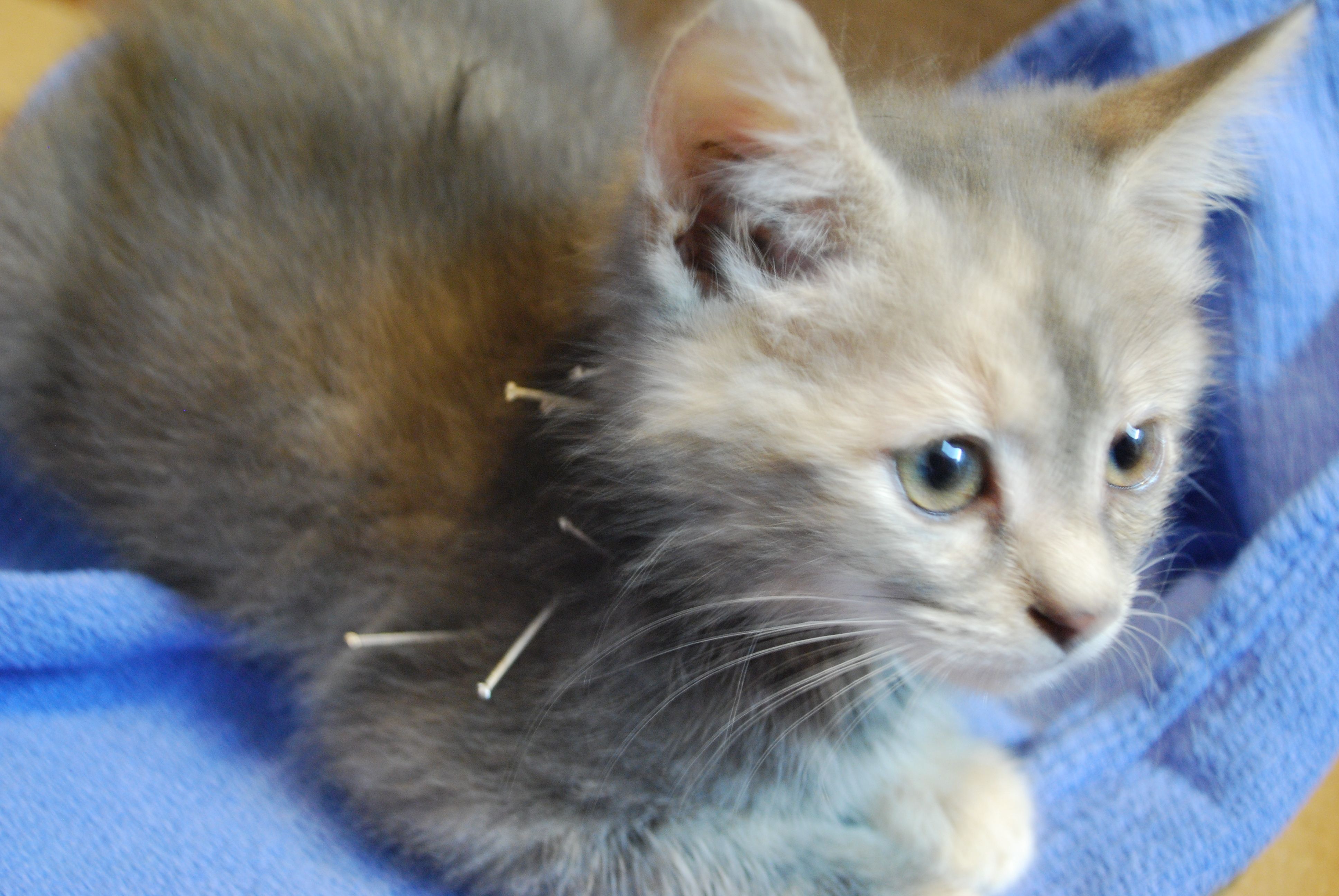  Riversong Veterinary Clinic Riversong Veterinary Clinic